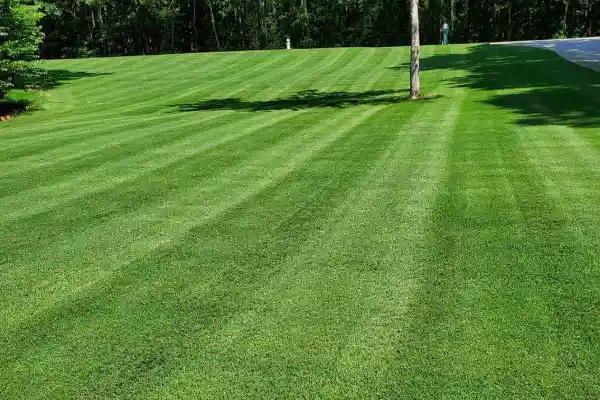 Sod Installation